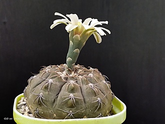 Нажмите на изображение для увеличения.

Название:	Gymnocalycium stellatum v.cinereum 3.006.jpg
Просмотров:	860
Размер:	126.5 Кб
ID:	515402