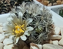 Нажмите на изображение для увеличения.

Название:	Mammillaria roemeri RUS-610.jpg
Просмотров:	765
Размер:	150.5 Кб
ID:	515457