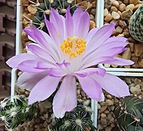 Нажмите на изображение для увеличения.

Название:	Mammillaria saboae roczekii.jpg
Просмотров:	846
Размер:	218.0 Кб
ID:	515458