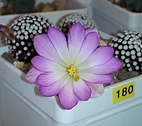 Нажмите на изображение для увеличения.

Название:	Mammillaria luethyi RUS-453.jpg
Просмотров:	850
Размер:	181.5 Кб
ID:	515459