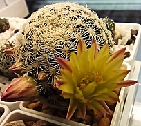 Нажмите на изображение для увеличения.

Название:	Mammillaria solisioides RUS-523.jpg
Просмотров:	849
Размер:	251.4 Кб
ID:	515460