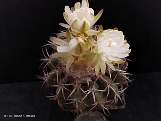 Нажмите на изображение для увеличения.

Название:	Discocactus pugionacanthus HU 462 1.006.jpg
Просмотров:	846
Размер:	107.9 Кб
ID:	515502