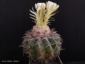 Нажмите на изображение для увеличения.

Название:	Discocactus pugionacanthus HU 462 1.005.jpg
Просмотров:	792
Размер:	130.1 Кб
ID:	515503