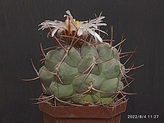 Нажмите на изображение для увеличения.

Название:	Thelocactus hexaedrophorus v.fossulatus 2.004.jpg
Просмотров:	848
Размер:	142.3 Кб
ID:	515505