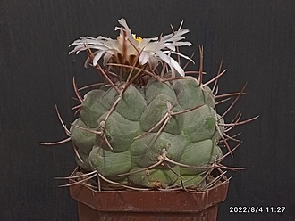 Нажмите на изображение для увеличения.

Название:	Thelocactus hexaedrophorus v.fossulatus 2.004.jpg
Просмотров:	791
Размер:	142.3 Кб
ID:	515505