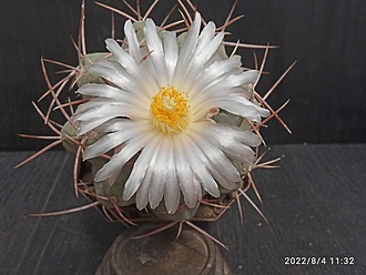 Нажмите на изображение для увеличения.

Название:	Thelocactus hexaedrophorus v.fossulatus 2.005.jpg
Просмотров:	836
Размер:	150.4 Кб
ID:	515506
