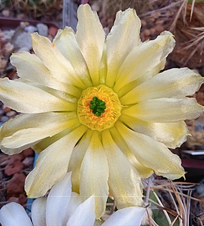 Нажмите на изображение для увеличения.

Название:	IMG_20220804_155255.jpg
Просмотров:	828
Размер:	199.9 Кб
ID:	515511