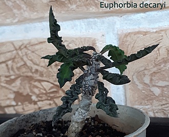 Нажмите на изображение для увеличения.

Название:	Euphorbia decaryi.jpg
Просмотров:	227
Размер:	171.1 Кб
ID:	515601