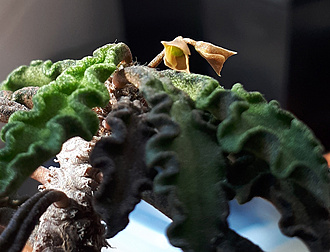 Нажмите на изображение для увеличения.

Название:	Euphorbia decaryi цветёт.jpg
Просмотров:	235
Размер:	204.9 Кб
ID:	515602