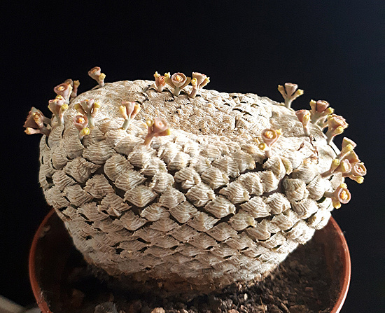 Нажмите на изображение для увеличения.

Название:	Euphorbia piscidermis 2022.jpg
Просмотров:	250
Размер:	263.8 Кб
ID:	515604
