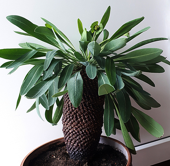 Нажмите на изображение для увеличения.

Название:	Euphorbia bupleurifolia 2021.jpg
Просмотров:	366
Размер:	260.6 Кб
ID:	515606