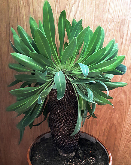 Нажмите на изображение для увеличения.

Название:	Euphorbia bupleurifolia 2022.jpg
Просмотров:	355
Размер:	248.1 Кб
ID:	515607
