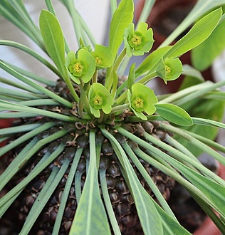 Нажмите на изображение для увеличения.  Название:	Euphorbia bupleurifolia(цветение).jpg Просмотров:	0 Размер:	223.2 Кб ID:	515647