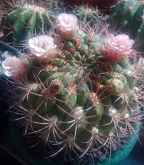 Нажмите на изображение для увеличения.

Название:	Gymnocalycium saglione tucumanense  1982.jpg
Просмотров:	639
Размер:	265.3 Кб
ID:	515651