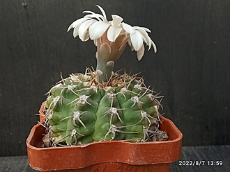 Нажмите на изображение для увеличения.

Название:	Gymnocalycium B 56 1.004.jpg
Просмотров:	579
Размер:	145.0 Кб
ID:	515664