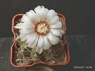 Нажмите на изображение для увеличения.

Название:	Gymnocalycium B 56 1.005.jpg
Просмотров:	568
Размер:	123.0 Кб
ID:	515665