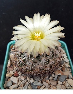 Нажмите на изображение для увеличения.

Название:	Coryphantha delicata LM166.jpg
Просмотров:	499
Размер:	157.6 Кб
ID:	515696