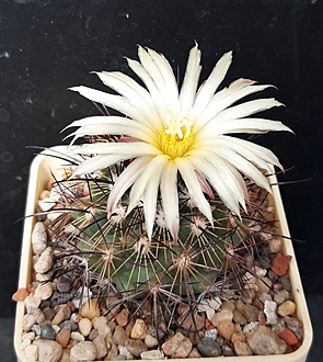 Нажмите на изображение для увеличения.

Название:	Coryphantha salm-dyckeana-.jpg
Просмотров:	530
Размер:	247.5 Кб
ID:	515695