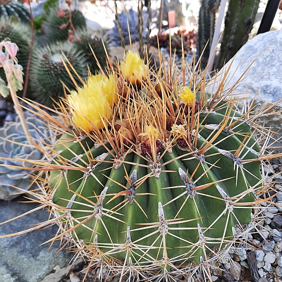 Нажмите на изображение для увеличения.

Название:	Ferocactus pottsii v alamosensis.jpg
Просмотров:	1444
Размер:	362.5 Кб
ID:	515743