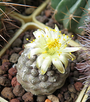 Нажмите на изображение для увеличения.

Название:	Copiapoa sp..jpg
Просмотров:	523
Размер:	227.7 Кб
ID:	515832