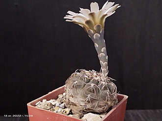 Нажмите на изображение для увеличения.

Название:	Gymnocalycium kieslingii fa.castaneum P 220 1.002.jpg
Просмотров:	476
Размер:	119.5 Кб
ID:	515904