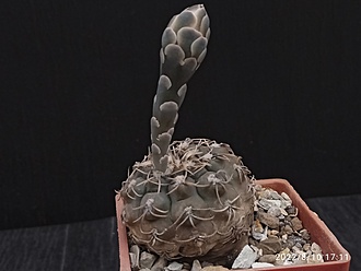 Нажмите на изображение для увеличения.

Название:	Gymnocalycium kieslingii fa.castaneum P 220 1.001.jpg
Просмотров:	453
Размер:	106.3 Кб
ID:	515906