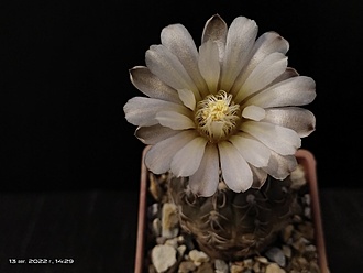 Нажмите на изображение для увеличения.

Название:	Gymnocalycium kieslingii fa.castaneum P 220 1.003.jpg
Просмотров:	475
Размер:	95.2 Кб
ID:	515905