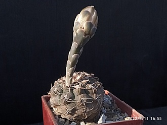 Нажмите на изображение для увеличения.

Название:	Gymnocalycium kieslingii fa.castaneum P 220 1.001a.jpg
Просмотров:	470
Размер:	114.8 Кб
ID:	515907