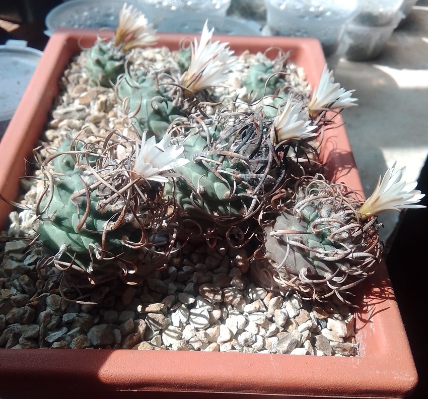 Нажмите на изображение для увеличения.

Название:	MG#1298- Turbinicarpus schwarzii 22-2 (1).jpg
Просмотров:	167
Размер:	297.5 Кб
ID:	528845