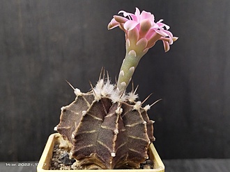 Нажмите на изображение для увеличения.

Название:	Gymnocalycium friedrichii fa. sp. monospinum 002.jpg
Просмотров:	686
Размер:	131.8 Кб
ID:	515955