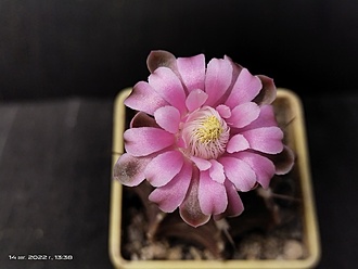 Нажмите на изображение для увеличения.

Название:	Gymnocalycium friedrichii fa. sp. monospinum 003.jpg
Просмотров:	747
Размер:	104.2 Кб
ID:	515956