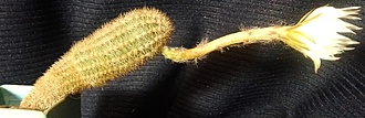 Нажмите на изображение для увеличения.

Название:	Pygmeocereus bylesianus .jpg
Просмотров:	651
Размер:	100.2 Кб
ID:	515998