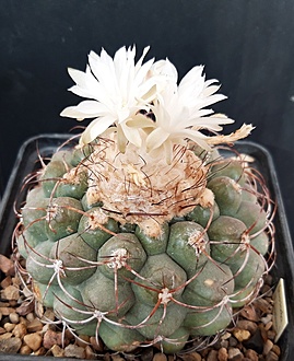 Нажмите на изображение для увеличения.

Название:	Discocactus ferricola.jpg
Просмотров:	407
Размер:	213.6 Кб
ID:	516038