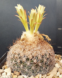 Нажмите на изображение для увеличения.

Название:	Discocactus araneispinus HU 440-.jpg
Просмотров:	410
Размер:	246.8 Кб
ID:	516039