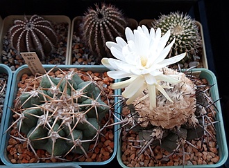 Нажмите на изображение для увеличения.

Название:	Discocactus crystallophilus.jpg
Просмотров:	407
Размер:	196.5 Кб
ID:	516040