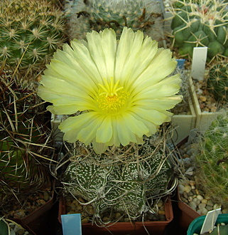 Нажмите на изображение для увеличения.

Название:	Astrophytum crassispinoides2.jpg
Просмотров:	340
Размер:	242.5 Кб
ID:	516119