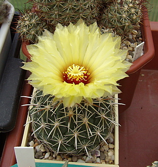 Нажмите на изображение для увеличения.

Название:	Coryphantha salinensis1 LH 86.jpg
Просмотров:	311
Размер:	251.1 Кб
ID:	516120