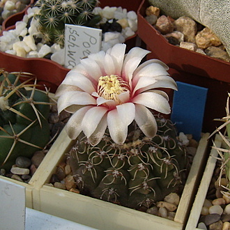 Нажмите на изображение для увеличения.

Название:	Gymnocalycium stellatum v. kleinianum VG 271.jpg
Просмотров:	333
Размер:	201.3 Кб
ID:	516121
