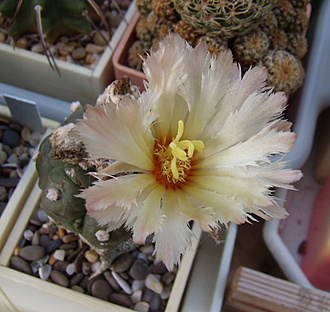 Нажмите на изображение для увеличения.

Название:	Astrophytum asterias kikko muscle2.jpg
Просмотров:	337
Размер:	171.9 Кб
ID:	516122