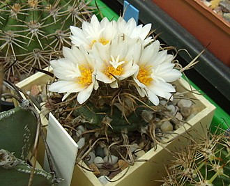 Нажмите на изображение для увеличения.

Название:	Turbinicarpus macrochele MZ 700-6.jpg
Просмотров:	339
Размер:	199.3 Кб
ID:	516123