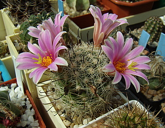 Нажмите на изображение для увеличения.

Название:	Mammillaria boolii2.jpg
Просмотров:	380
Размер:	227.7 Кб
ID:	516125