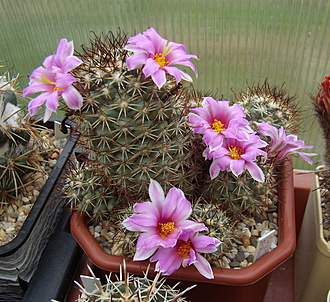 Нажмите на изображение для увеличения.

Название:	Mammillaria schumannii (bartschella).jpg
Просмотров:	333
Размер:	275.3 Кб
ID:	516126