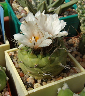 Нажмите на изображение для увеличения.

Название:	Turbinicarpus polaskii1 SB269.jpg
Просмотров:	351
Размер:	181.8 Кб
ID:	516129