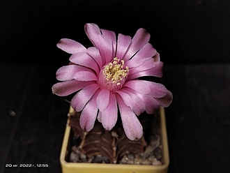 Нажмите на изображение для увеличения.

Название:	Gymnocalycium friedrichii fa. sp. monospinum 005.jpg
Просмотров:	508
Размер:	98.4 Кб
ID:	516323