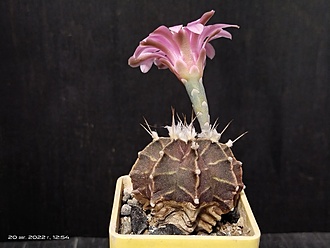 Нажмите на изображение для увеличения.

Название:	Gymnocalycium friedrichii fa. sp. monospinum 004.jpg
Просмотров:	508
Размер:	125.0 Кб
ID:	516324