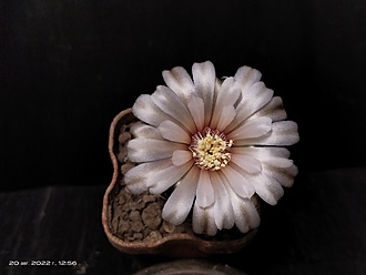 Нажмите на изображение для увеличения.

Название:	Gymnocalycium parvulum VG 303 003.jpg
Просмотров:	637
Размер:	94.1 Кб
ID:	516328