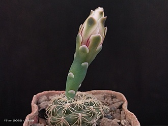 Нажмите на изображение для увеличения.

Название:	Gymnocalycium parvulum VG 303 001a.jpg
Просмотров:	637
Размер:	106.5 Кб
ID:	516329