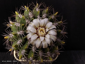 Нажмите на изображение для увеличения.

Название:	Gymnocalycium mostii v.kurtzianum 1.008.jpg
Просмотров:	910
Размер:	133.9 Кб
ID:	516366