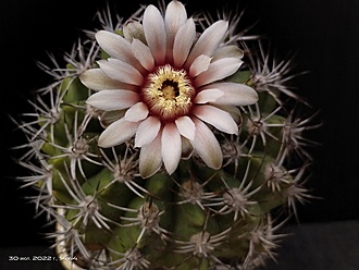 Нажмите на изображение для увеличения.

Название:	Gymnocalycium mostii v.kurtzianum 2.008.jpg
Просмотров:	830
Размер:	139.2 Кб
ID:	516367