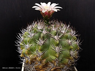 Нажмите на изображение для увеличения.

Название:	Gymnocalycium mostii v.kurtzianum 2.007.jpg
Просмотров:	916
Размер:	173.6 Кб
ID:	516368